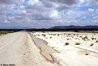 Chihuahuan Desert Spadefoot habitat