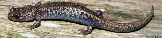 Sacramento Mountains Salamander