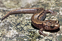 Sacramento Mountains Salamander