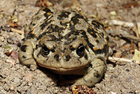 Amargosa Toad