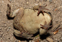 Amargosa Toad