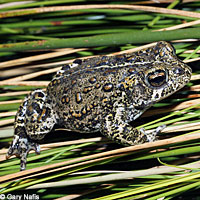 Dixie Valley Toad