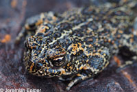 Dixie Valley Toad