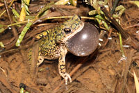 western green toad