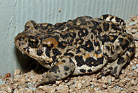 Amargosa Toad