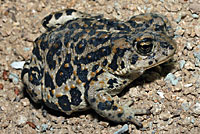 Amargosa Toad