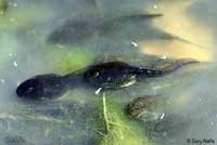 Amargosa Toad tadpoles