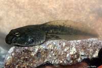 Amargosa Toad tadpole