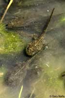 Amargosa Toad tadpoles