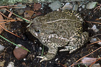 Southwestern Woodhouse's Toad