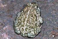 Southwestern Woodhouse's Toad