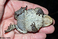 Hot Creek Toad