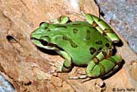 Arizona Treefrog