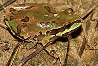 arizona treefrog
