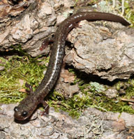 Jemez Mountains Salamander