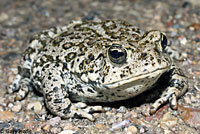 Hot Creek Toad