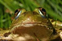 chiricahua leopard frog