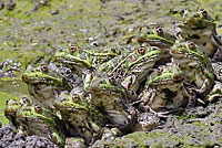chiricahua leopard frogs