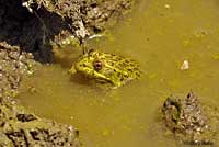 Chiriacahua Leopard Frog