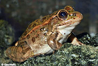 Relict Leopard Frog