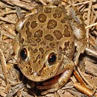 lowland burrowing treefrog