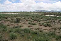 Arizona Striped Whiptail habitat