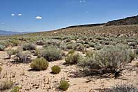 New Mexico Whiptail habitat
