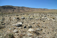 Great Basin Collared Lizard habitat