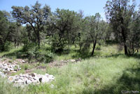 Sonoran Earless Lizard habitat