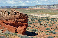 Desert Spiny Lizard habitat