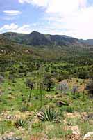 Striped Plateau Lizard habitat