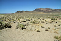 Northern Desert Horned Lizard habitat