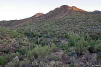 Sonoran Earless Lizard habitat