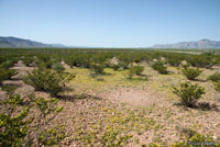 Desert Grassland Whiptail habitat