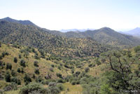Arizona Mountain Kingsnake habitat