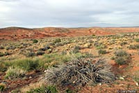 Desert Spiny Lizard habitat
