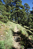 Slevin's Bunchgrass Lizard habitat