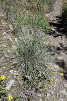 Slevin's Bunchgrass Lizard habitat