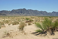 Yuman Desert Fringe-toed Lizard habitat