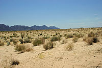 Goode's Desert Horned Lizard habitat