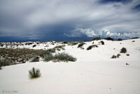 Bleached Earless Lizard habitat