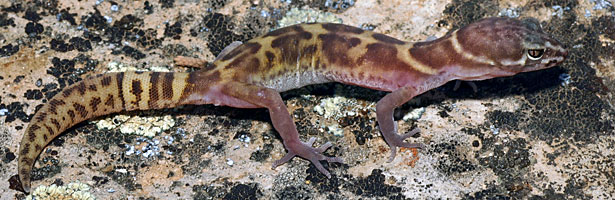 Tucson Banded Gecko