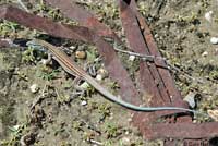 Arizona Striped Whiptail