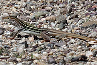 giant spotted whiptail