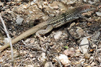 Giant Spotted Whiptail 