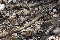 Giant Spotted Whiptail 