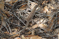 Gila Spotted Whiptail