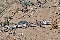 New Mexico Whiptail
