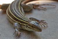 xSonoran Spotted Whiptail
