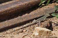 Sonoran Spotted Whiptail